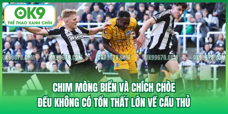 Chim Mòng Biển và Chích Chòe đều không có tổn thất lớn về cầu thủ